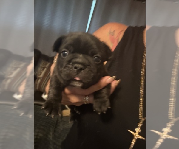 Medium Photo #9 French Bulldog Puppy For Sale in DOVER, FL, USA