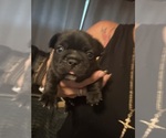 Small #8 French Bulldog
