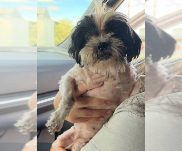Medium Photo #2 Shih Tzu-Unknown Mix Puppy For Sale in Grafton, WI, USA
