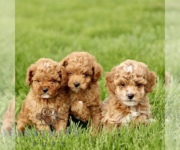 Medium Photo #2 Goldendoodle (Miniature) Puppy For Sale in BIRD IN HAND, PA, USA