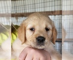 Small Photo #5 Golden Retriever Puppy For Sale in MOUNT CRAWFORD, VA, USA
