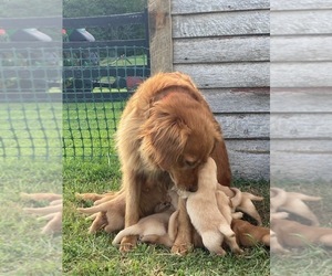 Golden Retriever Puppy for sale in MT CRAWFORD, VA, USA