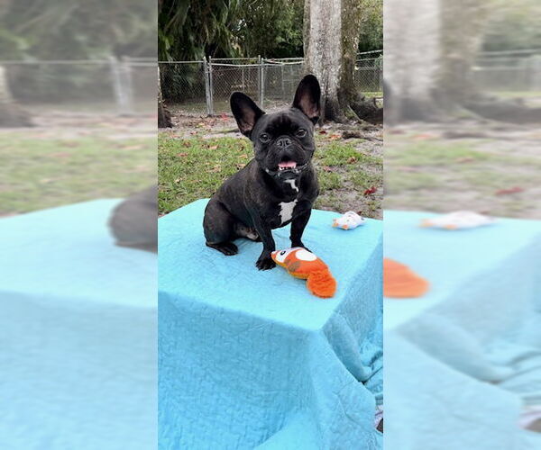 Medium Photo #5 French Bulldog Puppy For Sale in Weston, FL, USA