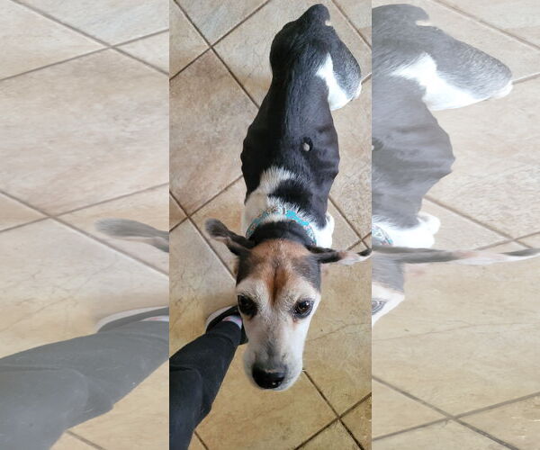 Medium Photo #9 Beagle Puppy For Sale in Las Vegas, NV, USA