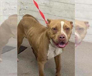 American Pit Bull Terrier Dogs for adoption in San Bernardino, CA, USA