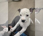 Small #2 American Staffordshire Terrier Mix