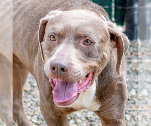 Hazel - Female Labrador Retriever-Unknown Mix Dog for Adoption - Photo #5