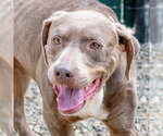 Small #4 Labrador Retriever Mix