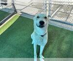 Small #1 German Shepherd Dog Mix