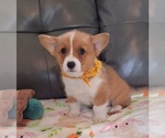Puppy Yellow DM Safe Pembroke Welsh Corgi