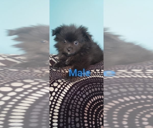Medium Photo #4 Pomeranian Puppy For Sale in OTTAWA, OH, USA