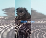 Small Photo #4 Pomeranian Puppy For Sale in OTTAWA, OH, USA