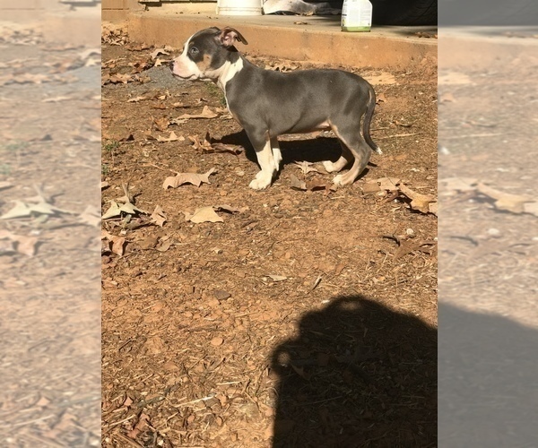 Medium Photo #4 American Bully Puppy For Sale in LITTLE ROCK, AR, USA