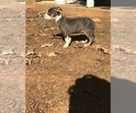 Small Photo #4 American Bully Puppy For Sale in LITTLE ROCK, AR, USA