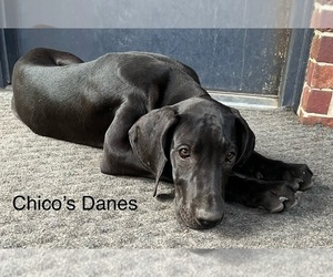 Great Dane Puppy for sale in WILLIS, TX, USA