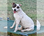 Small Photo #10 Labrador Retriever-Unknown Mix Puppy For Sale in Wakefield, RI, USA