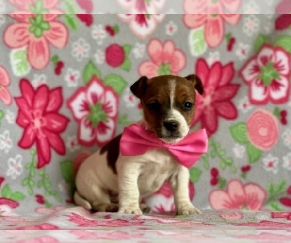 Medium Photo #1 Jack Russell Terrier Puppy For Sale in LANCASTER, PA, USA