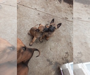 Belgian Malinois Puppy for sale in LOS ANGELES, CA, USA