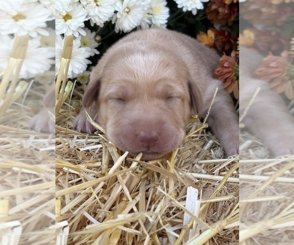 Medium Photo #27 Labrador Retriever Puppy For Sale in LEASBURG, MO, USA