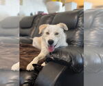Small Retriever  Mix