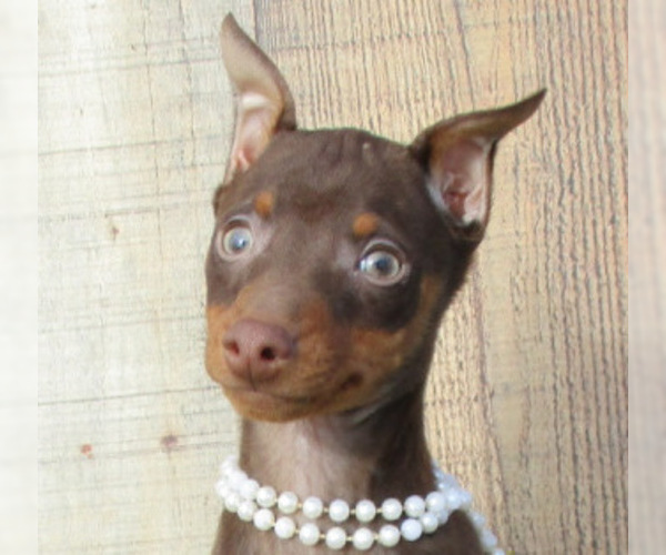 Medium Photo #4 Miniature Pinscher Puppy For Sale in CLAREMORE, OK, USA