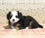 Small #1 Miniature Bernedoodle