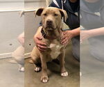 Small #3 American Pit Bull Terrier-Labrador Retriever Mix