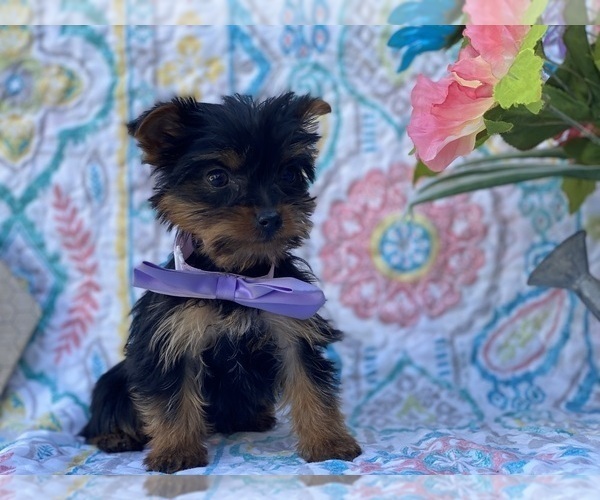 Medium Photo #1 Shorkie Tzu Puppy For Sale in LANCASTER, PA, USA