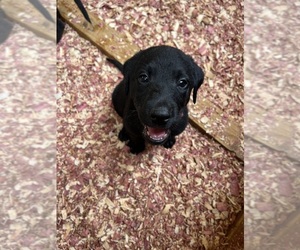 Labrador Retriever Puppy for sale in GREENVILLE, NC, USA
