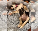 Small Photo #3 Great Pyrenees-Unknown Mix Puppy For Sale in Brooklyn Center, MN, USA