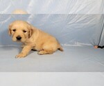 Puppy Bobby Golden Retriever