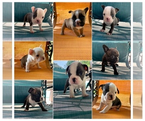 French Bulldog Litter for sale in JONESBORO, AR, USA