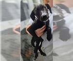 Small #2 Labrador Retriever Mix