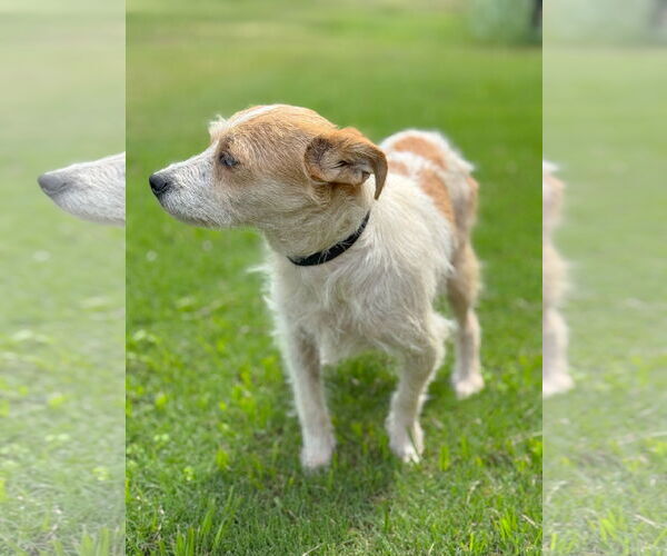 Medium Photo #6 Mutt Puppy For Sale in PIPE CREEK, TX, USA