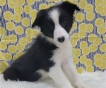 Small Photo #9 Border Collie Puppy For Sale in BLAKESBURG, IA, USA