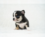 Small Photo #10 Chihuahua Puppy For Sale in UNION GROVE, NC, USA