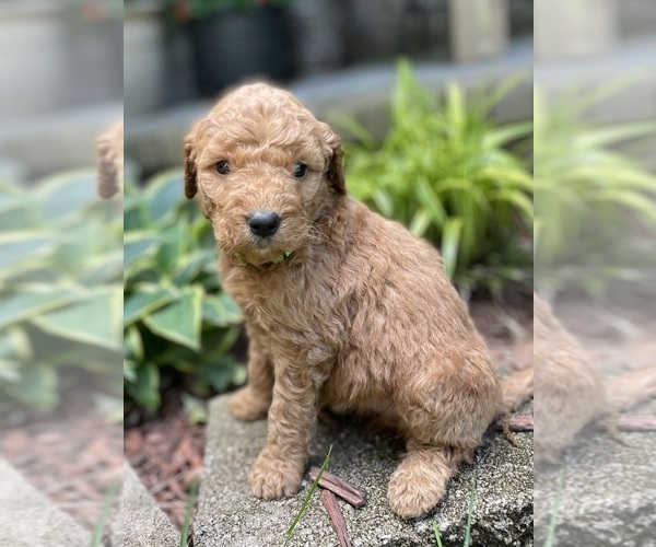Medium Photo #4 Goldendoodle Puppy For Sale in FORDLAND, MO, USA