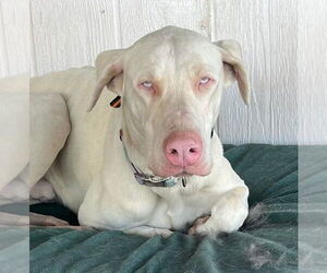 Doberman Pinscher Dogs for adoption in Buffalo, MN, USA