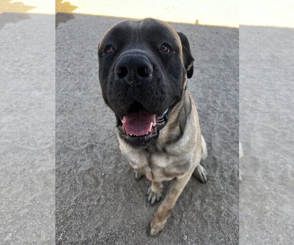 Medium Photo #3 Mastiff Puppy For Sale in Goodyear, AZ, USA