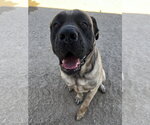Small #2 Mastiff
