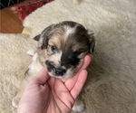 Puppy Stevie Aussiedoodle Miniature 