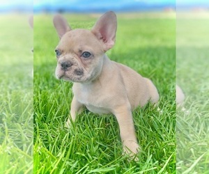 French Bulldog Puppy for sale in COLORADO SPRINGS, CO, USA