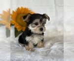 Small #3 Morkie