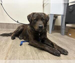 Labrador Retriever-Unknown Mix Dogs for adoption in Pasadena, CA, USA