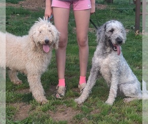 Father of the Poodle (Standard) puppies born on 04/16/2026