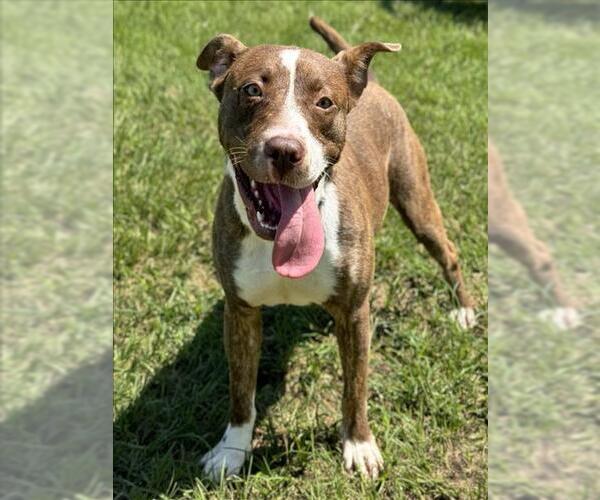 Medium Photo #2 American Pit Bull Terrier-Unknown Mix Puppy For Sale in Conroe, TX, USA