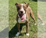 Small #1 American Pit Bull Terrier Mix