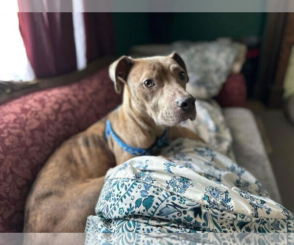 Medium Photo #10 American Pit Bull Terrier-Unknown Mix Puppy For Sale in Germantown, OH, USA