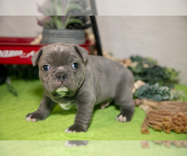 Medium Photo #2 Faux Frenchbo Bulldog Puppy For Sale in FRESNO, OH, USA