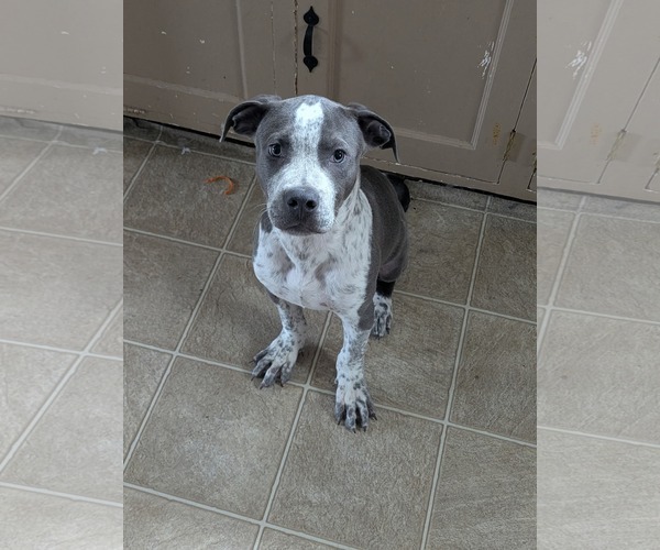 Medium Photo #1 Mutt Puppy For Sale in St. Louis Park, MN, USA